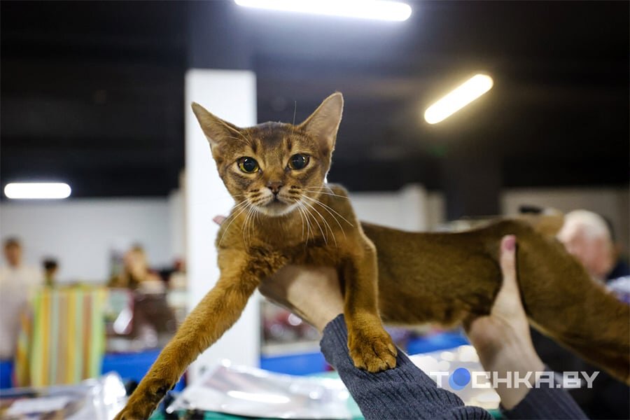    Фото: Павел Русак / Tochka.by