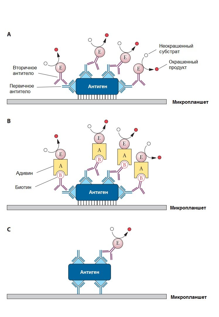 Рисунок. Использование метода ELISA для обнаружения целевого антигена. (А) Непрямой ИФА; (Б) Биотин-авидиновая амплификация непрямого ИФА. Процедура аналогична А, за исключением того, что вторичное антитело конъюгировано с биотином «B», который связан с авидином «А». Кроме того, авидин связан с ферментом (Е); (C) Прямой ИФА. Процедура аналогична A, за исключением того, что к планшетке пришиты первичные антитела.  Источник: 10.1128/9781555818890.ch2.f2.30