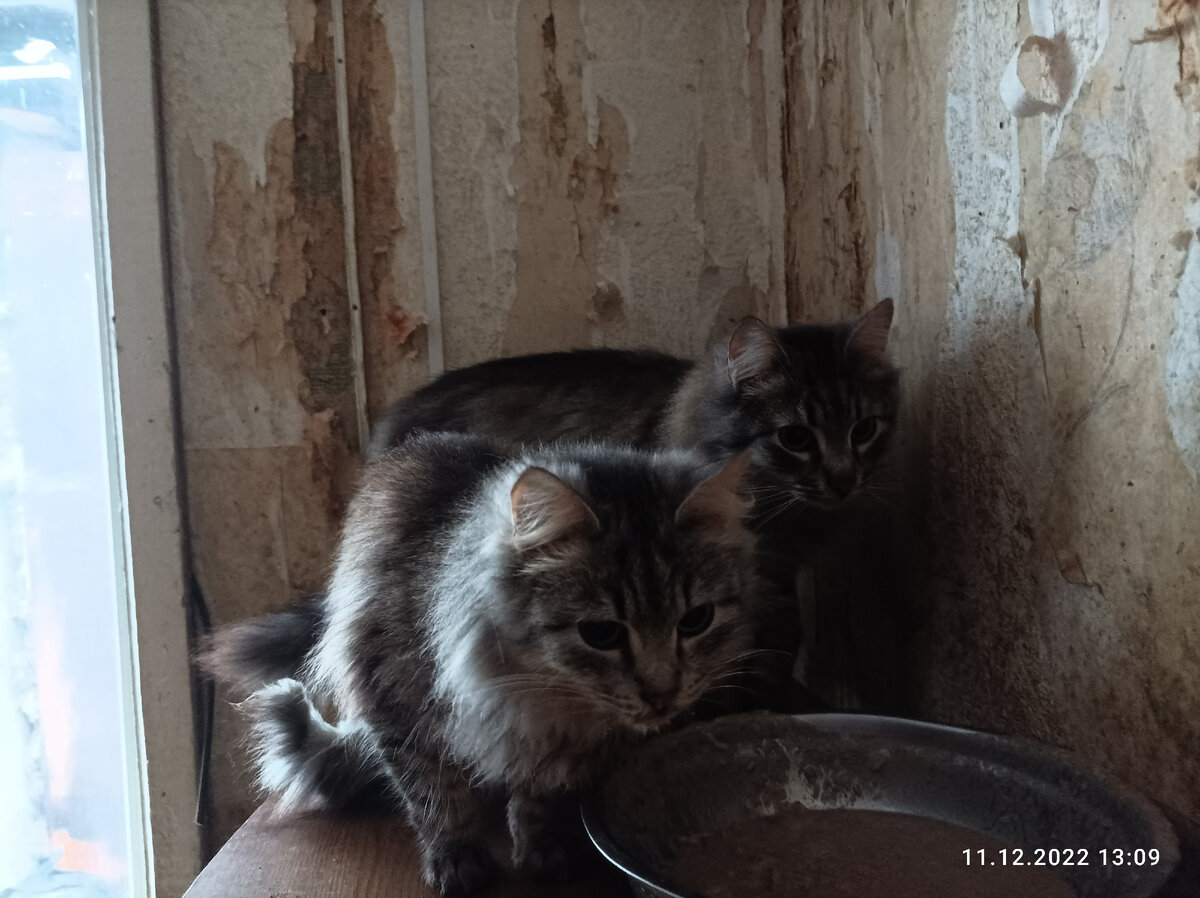 Тыковка и Кабачок. Сестричка с братиком 