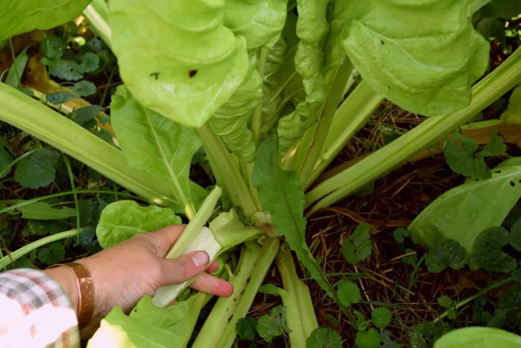 Сорвать или отрезать наружные листья? Это личное предпочтение.