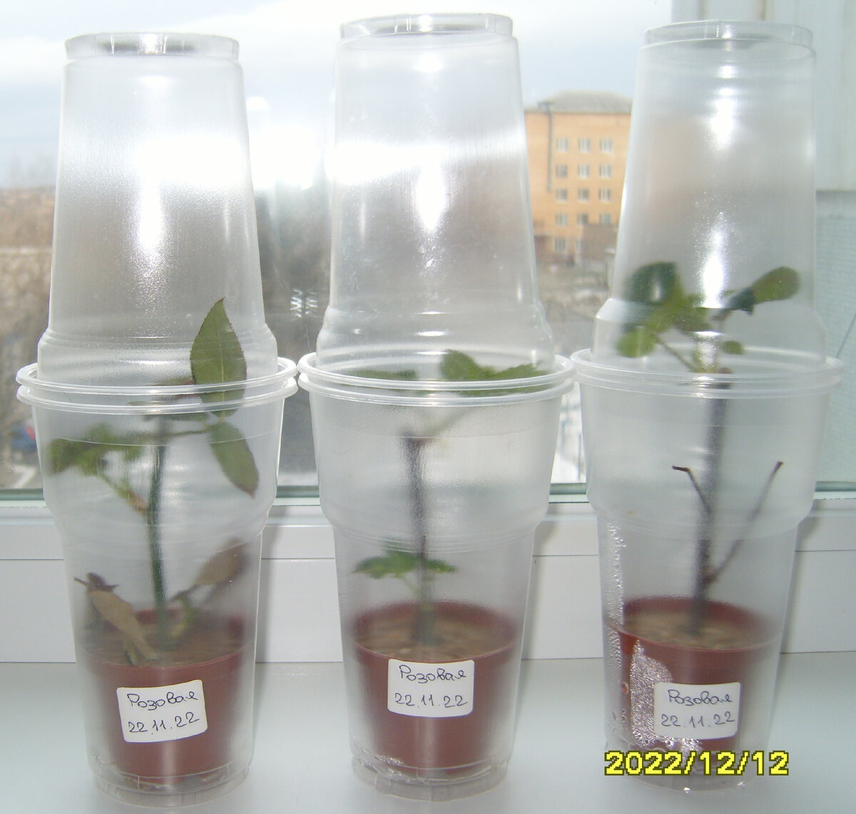 Три черенка розовой розы через двадцать дней