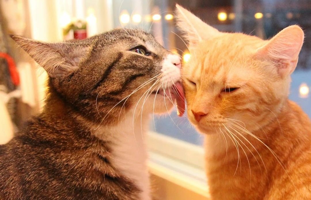 Причины вылизывания кошками