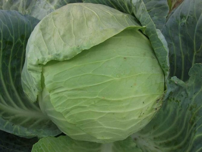 Фото: distano.ru