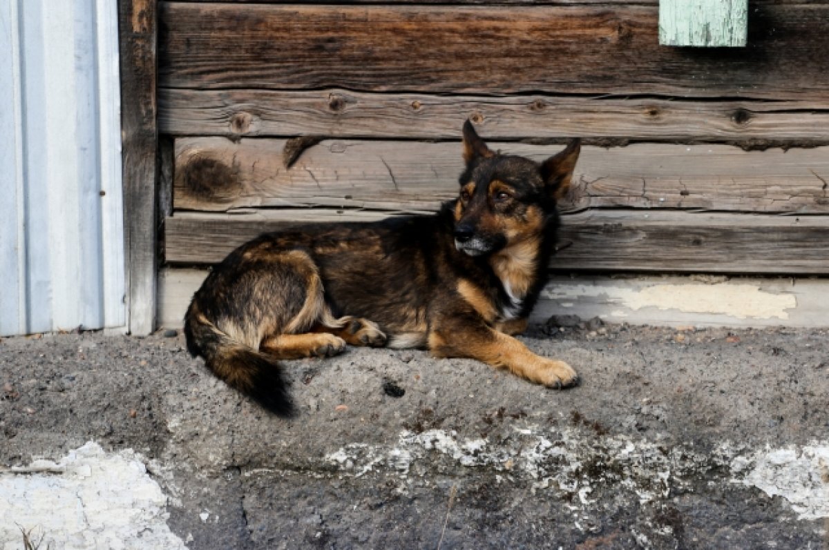    Кинологи назвали первые признаки инсульта у собак