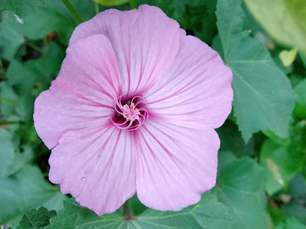 Фото автора. Летняя красота.