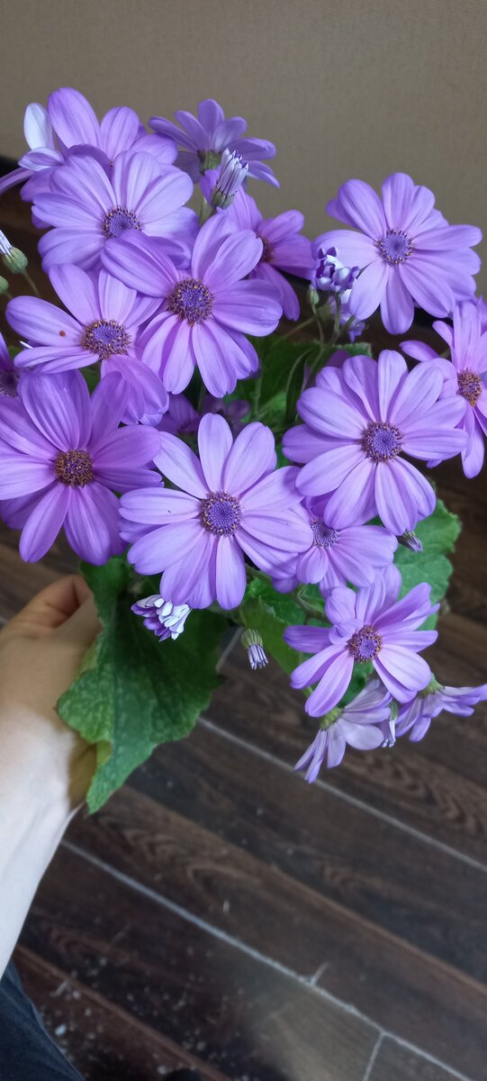 Ну вот он,  цветок-однолетка) Буду делать из него многолетку. Надеюсь, что получится. цвет- бомбический, и запах очень приятный.