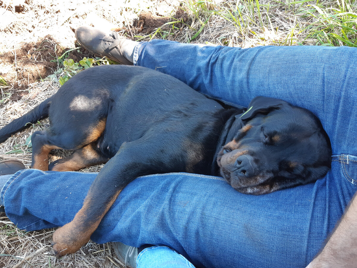 Послеобеденный сон