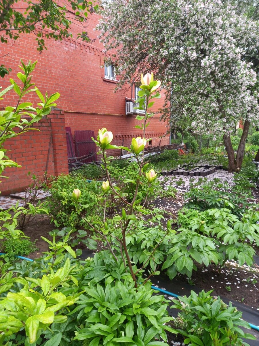 Магнолия из подмосковного сада. Домодедовский район, май 2022 года.