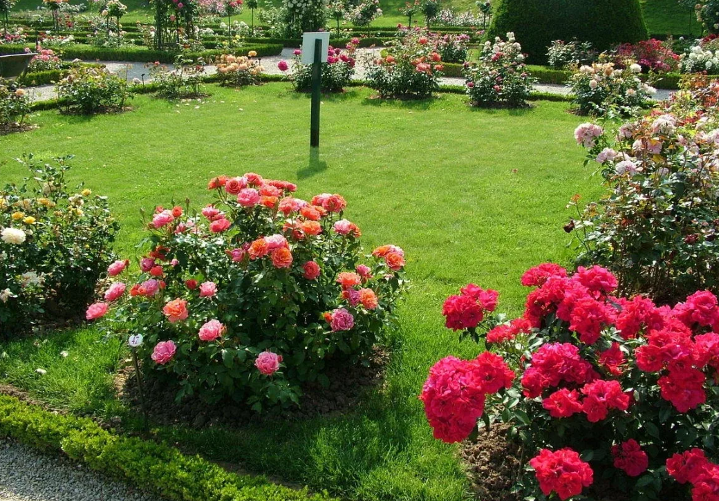 В розовых мечтах: удивительный сад в северном Подмосковье