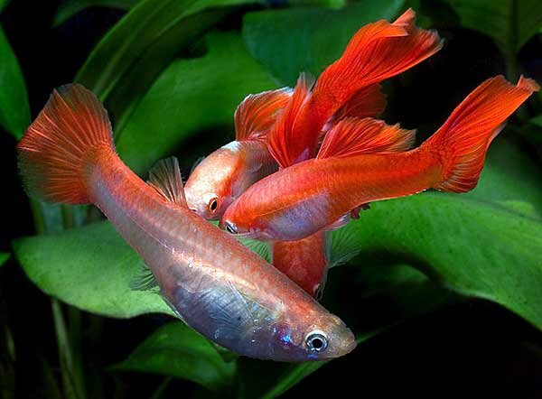 Источник фото: caresspet.com