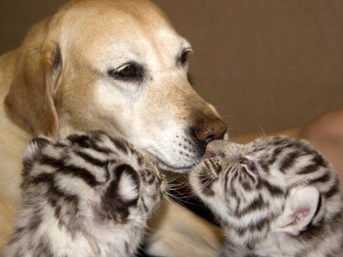 источник  http://1.bp.blogspot.com/_BOiJ0Xs1jPc/S478HKBQlfI/AAAAAAAAAZE/9Zi74p7RP70/w1200-h630-p-k-no-nu/m%C3%A3e+posti%C3%A7a5.jpg