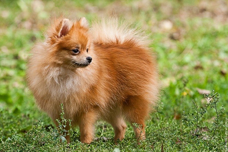 вельш шпиц. собака похожая на лисичку маленькая. рыжий шпиц лисичка. собака похожая на лисичку маленькая. помски собака рыжая.