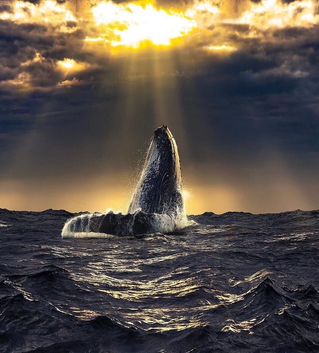 Красивый кит