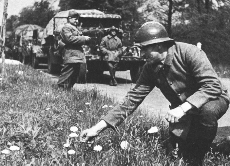 Весной 1940 года можно и цветочки пособирать. Фото из открытых источников.