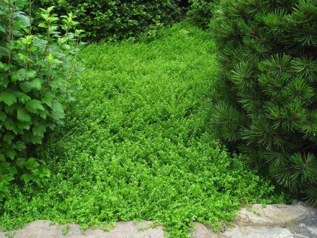 Грыжник, фото: botanichka.ru/wp-content/uploads/2017/07/Herniaria-glabra-640x480.jpg