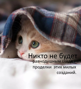 Кошки и вода можно ли их совместить.