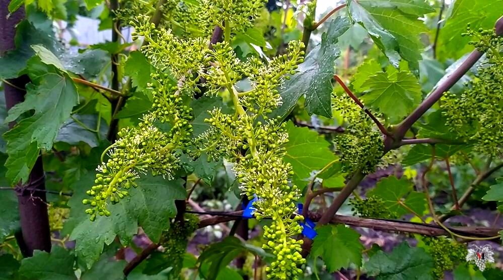 http://vm.ru/news/2013/10/05/devstvennij-plyushch-ili-devichij-vinograd-216880.h