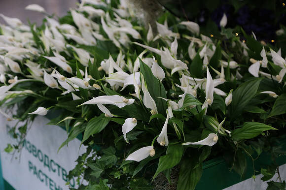 Спатифиллум Уоллиса (Spathiphyllum wallisii) Chopin