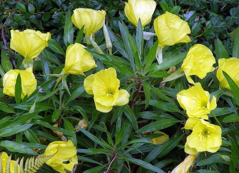 Энотера миссурийская Oenothera missouriensis сорт Yellow Evening Missouri Primrose