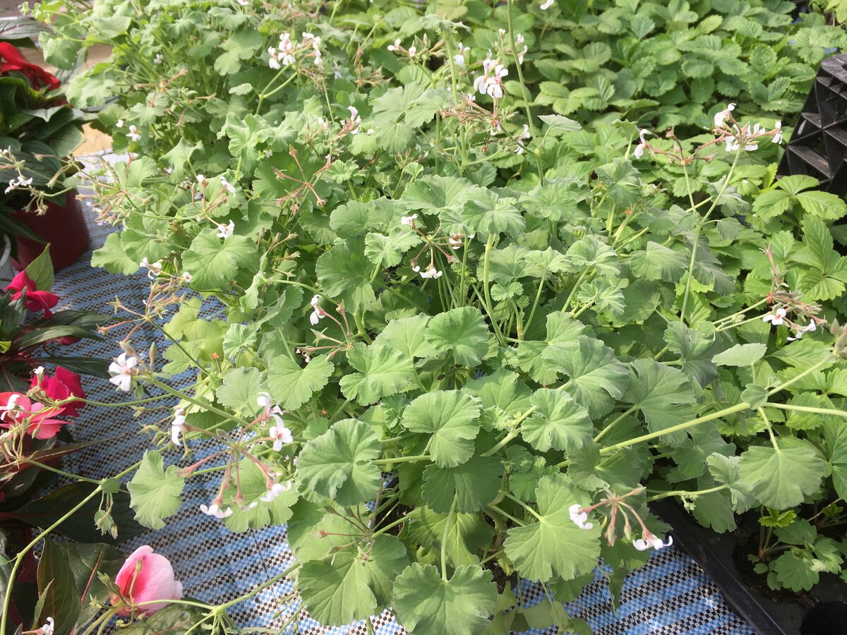 настоящая герань (ужасная)