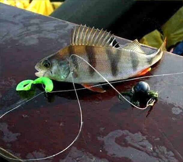 Окунь на дроп-шот