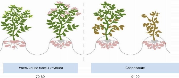 Развитие картофеля от периода формирования клубней до созревания