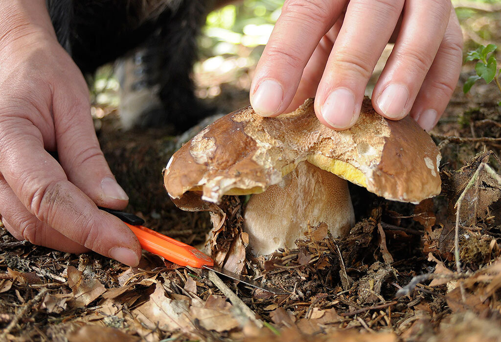 Источник: AP 2019