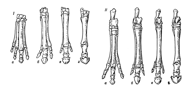Как называют представленный на рисунке ряд скелетов конечностей предков современной лошади