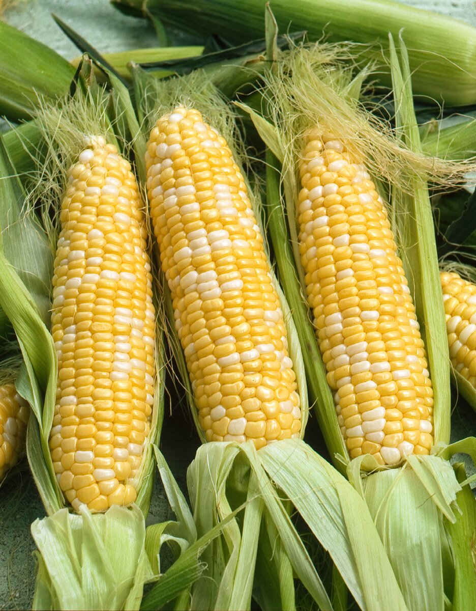Фото кукурузы. Agros кукуруза Роузи f1. Полузубовидная кукуруза. Кукуруза сахарная. Мирза сахарная кукуруза.