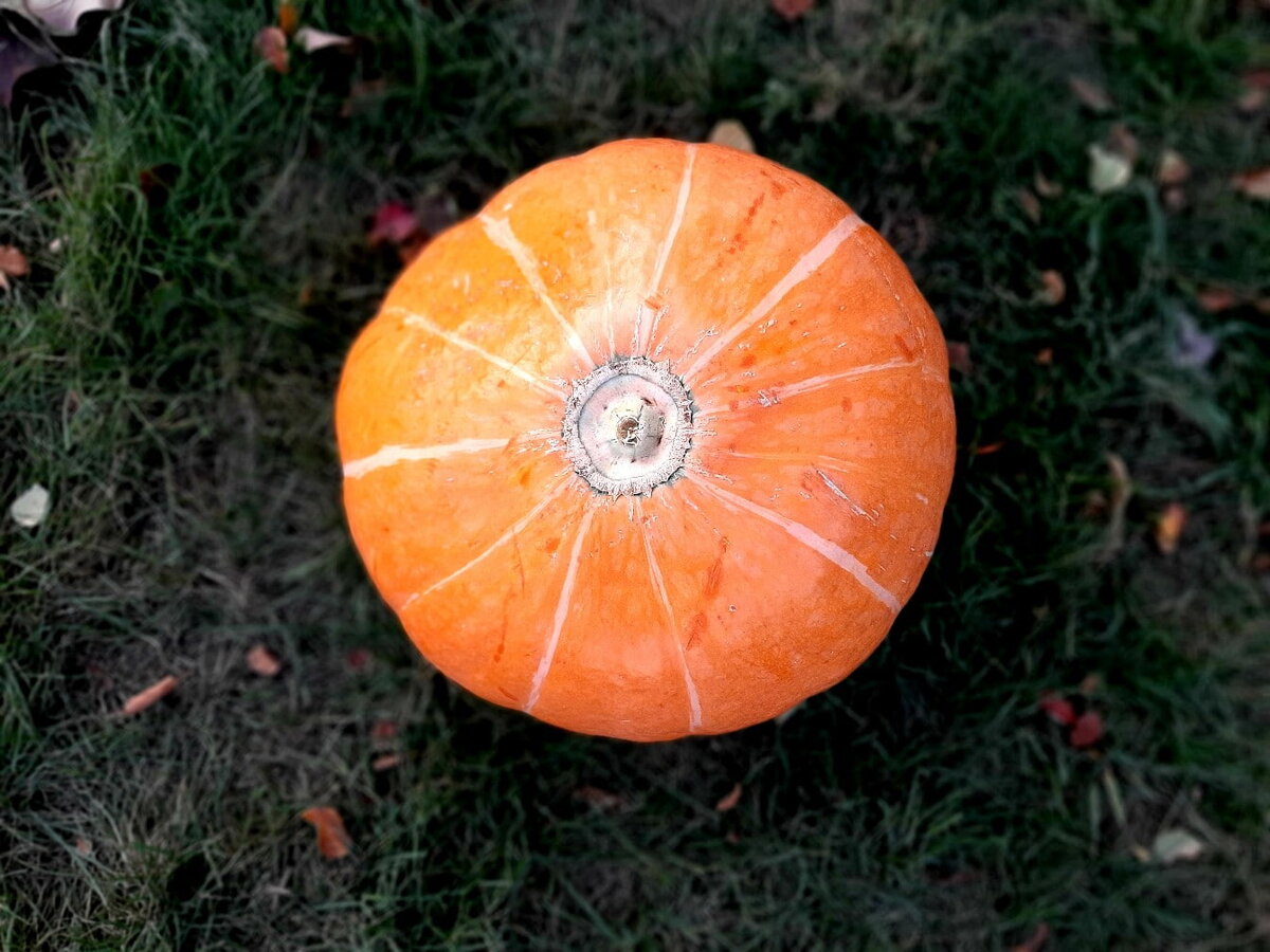 Четверг - день Юпитера. Его цвет - оранжевый. Тыквенный)))