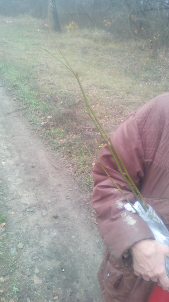 Несём саженец липы