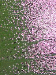 Что видит наблюдатель, рассматривая изделие из дихроического стекла? Он замечает два различных цвета, видных в зависимости от угла зрения на предмет. Например, поверхность, кажущаяся зеленой при фронтальном освещении, будет казаться красной при боковом. Отсюда и происходит термин "дихроический", означающий буквально "два цвета" от греческих слов «di» (два) и «chroos» (цвет).