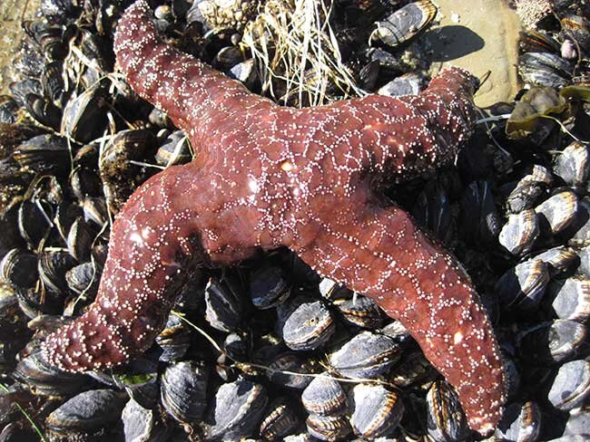 неизвестная болезнь морских звезд