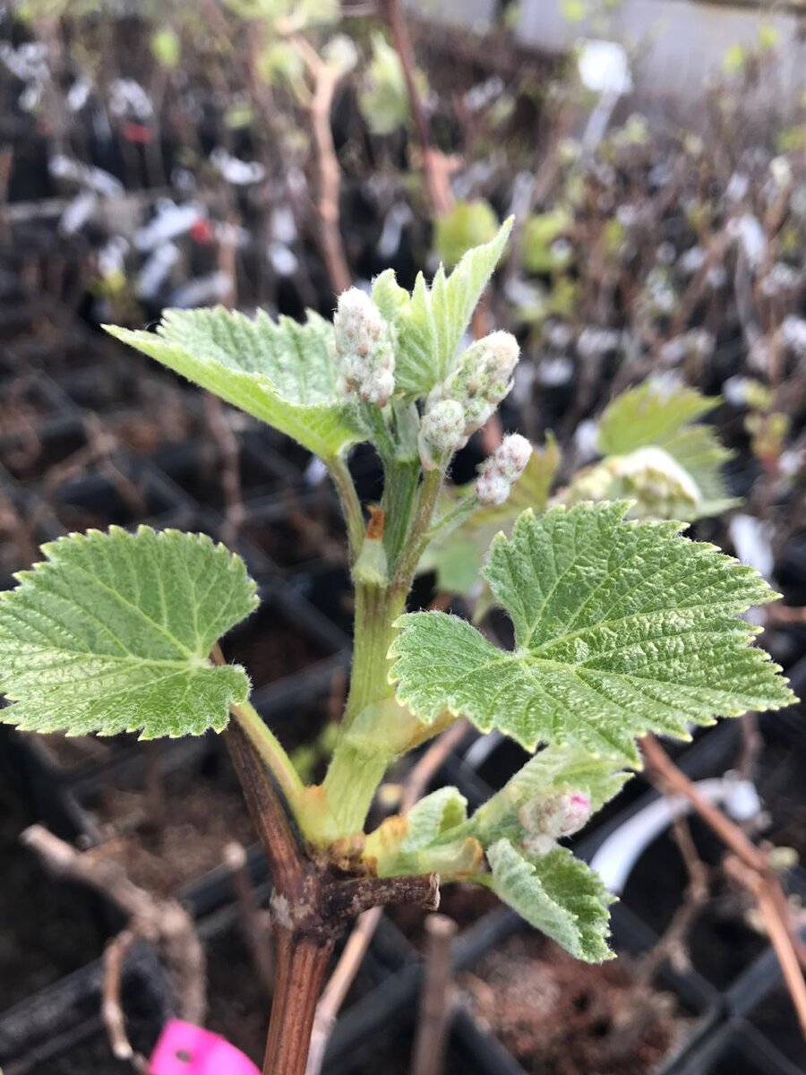 Про качество своих саженцев мы знаем все, они вас не подведут!