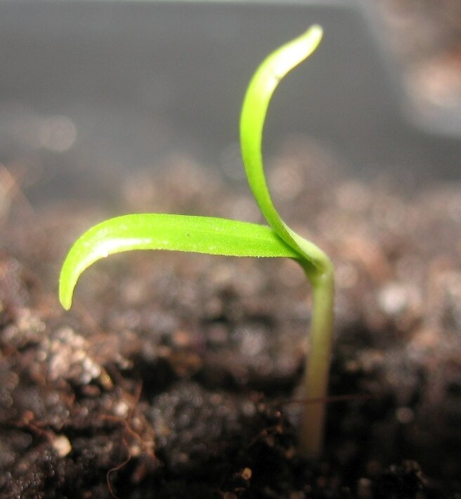 Он же, еще через два часа!