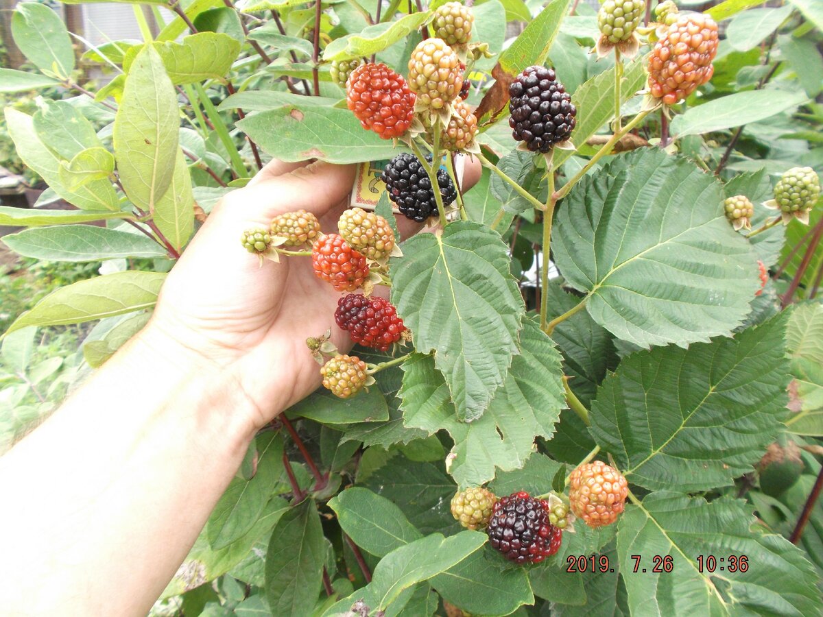 Чтобы был хороший урожай, о кустах нужно позаботиться еще весной