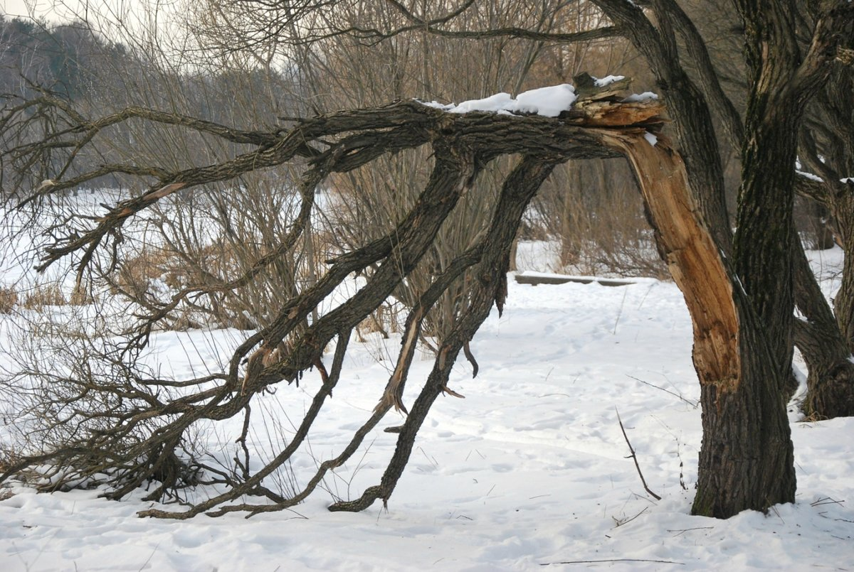 Длинные сучья деревьев постоянно вырастали. Сломанное дерево. Сломанное дерево зимой. Упавшее дерево зимой. Сломанное дерево в лесу.