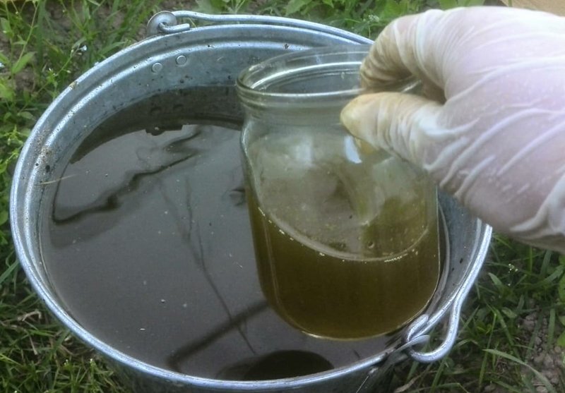 Вот таким коровяком поливаю смородину.