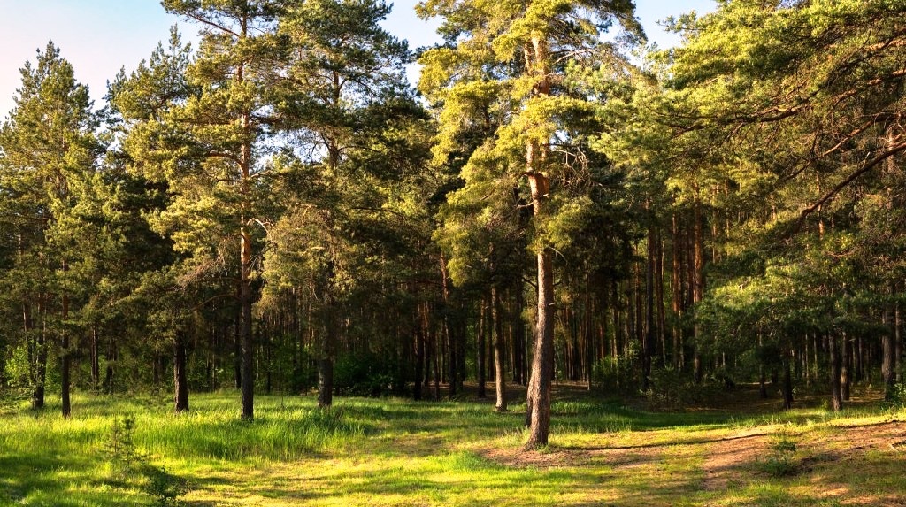 Изображение из открытых источников.