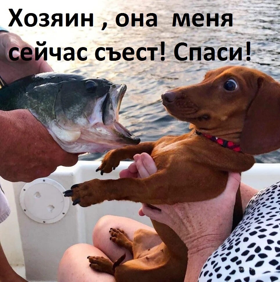 Я бы тоже испугался , если перед мной   рыба  , больше , чем моя голова