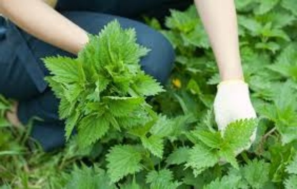 Собираем крапиву в перчатках