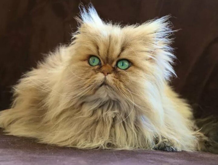 Персидская кошка