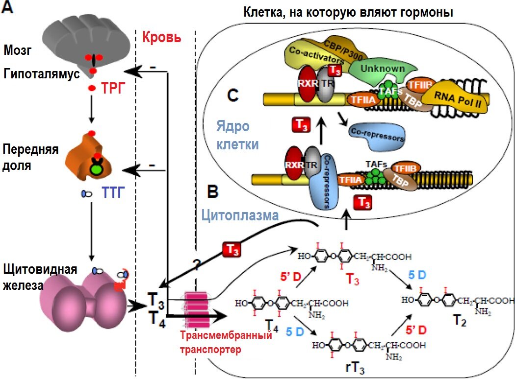 Схема из статьи Alexandra M. Dumitrescu, Samuel Refetoff The syndromes of reduced sensitivity to thyroid hormone. Biochim Biophys Acta. 2013 Jul; 1830(7): 3987–4003. Регуляция питания гормонов ЩЖ, метаболизма и геномного действия. А) центральный контроль с обратной связью, который регулирует количество тг в крови. (B) внутриклеточный метаболизм гормонов ЩЖ, регулируя биоактивность TH. C) геномное действие щитовидных гормонов. 
CBP / P300, цАМФ-связывающий белок / общий транскрипционный адаптер; TFIIA и TFIIB, транскрипционный промежуточный фактор II, A и B; TBP, Tata-связывающий белок; TAF, TBP-ассоциированный фактор. (Изменено от Refetoff S, Dumitrescu AM. Синдромы пониженной чувствительности к тиреоидным гормонам: генетические дефекты рецепторов гормонов, клеточных транспортеров и деиодинация. Лучший Pract Res Clinicinol Metab. 2007 Jun; 21 (2):277-305.)