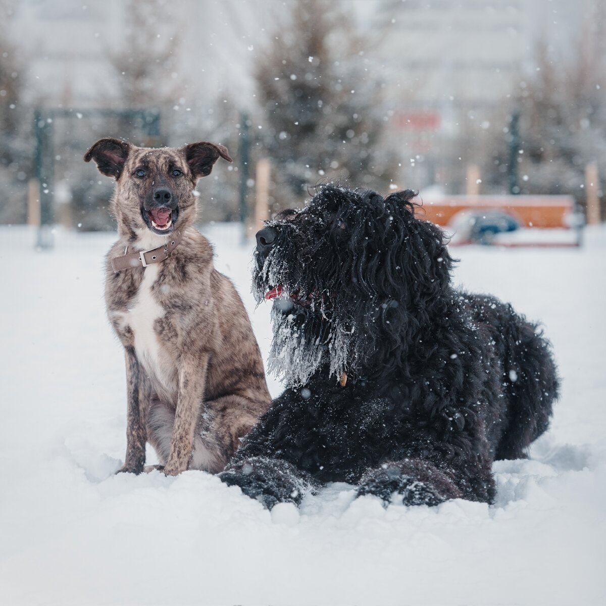 Черный с собакой наших друзей, взятой из приюта
