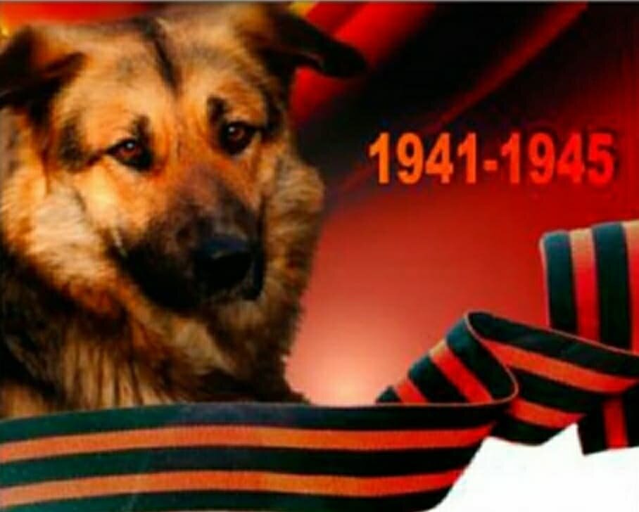 Боевые собаки Отечественной войны... А вы знали, что они были полноправными участниками Парада Победы 1945 года? А то, что одну из них несли на руках и не просто так, а на кителе самого товарища Сталина - знали?
Война – самый страшный период в истории каждой страны. Но именно в это нелегкое время проявляются такие качества как отвага, дружба, преданность, взаимопомощь, которые были присущи не только людям, но и их четвероногим незаменимым помощникам – собакам-героям.

С началом Великой отечественной войны в стране была объявлена не только всеобщая мобилизация, но и дано предписание населению сдать в распоряжение армии собак, годных для прохождения курсов служебного собаководства. В годы войны собаки были связистами и санитарами, диверсантами и разведчиками. Их армейская «служба» широко не афишировались, хотя подвиги четвероногих бойцов впечатляют и по прошествии многих лет после Второй мировой войны. Всего в годы войны на различных фронтах служило свыше 60 тысяч четвероногих бойцов.
А в наше жестокое время, которое хуже войны, собак убивают и уничтожают городские власти, как ненужный мусор! А они все равно преданны нам-любят и ждут когда кто-нибудь их заберет с улицы или из приюта!

Кошки тоже, как ни странно являются героями, они предсказывали бомбежки и спасали от голодной смерти Ленинград - уничтожали толпы крыс и мышей, без них город бы не выжил, а после войны в Ленинград завезли 2 вагона котиков и они быстро расправились с оставшимися врагами-крысами, которые совершенно не боялись людей и как фашисты нападали на склады с продовольствием!
Наши хвостики выражают огромную благодарность всем кто нам помогает и помогал нам всегда, всем кто нас постоянно поддерживает и морально и материально!!! ❤️❤️❤️