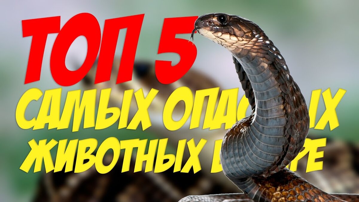 Пять самых опасных животных россии. Нильский крокодил. Гребнистый крокодил. Животное бегемот гиппопотам. Прибрежный тайпан.