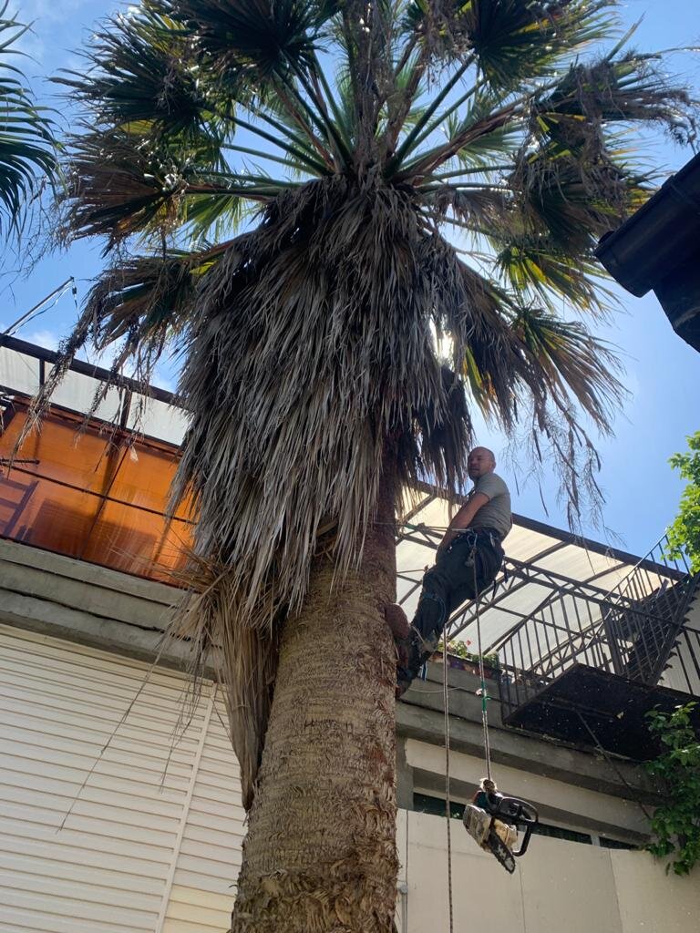 уход за пальмами сочи