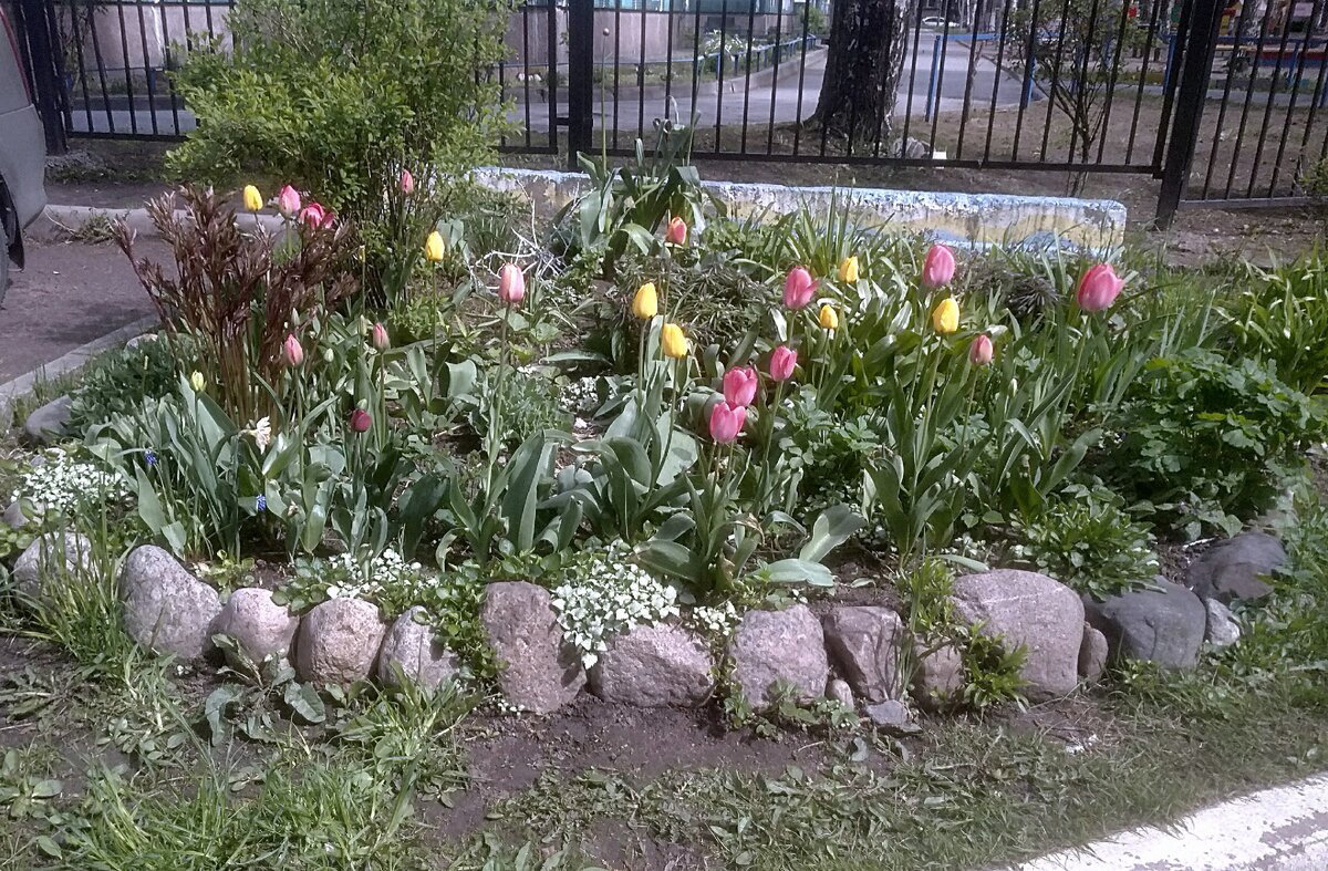 Та самая клумба. Фото автора.