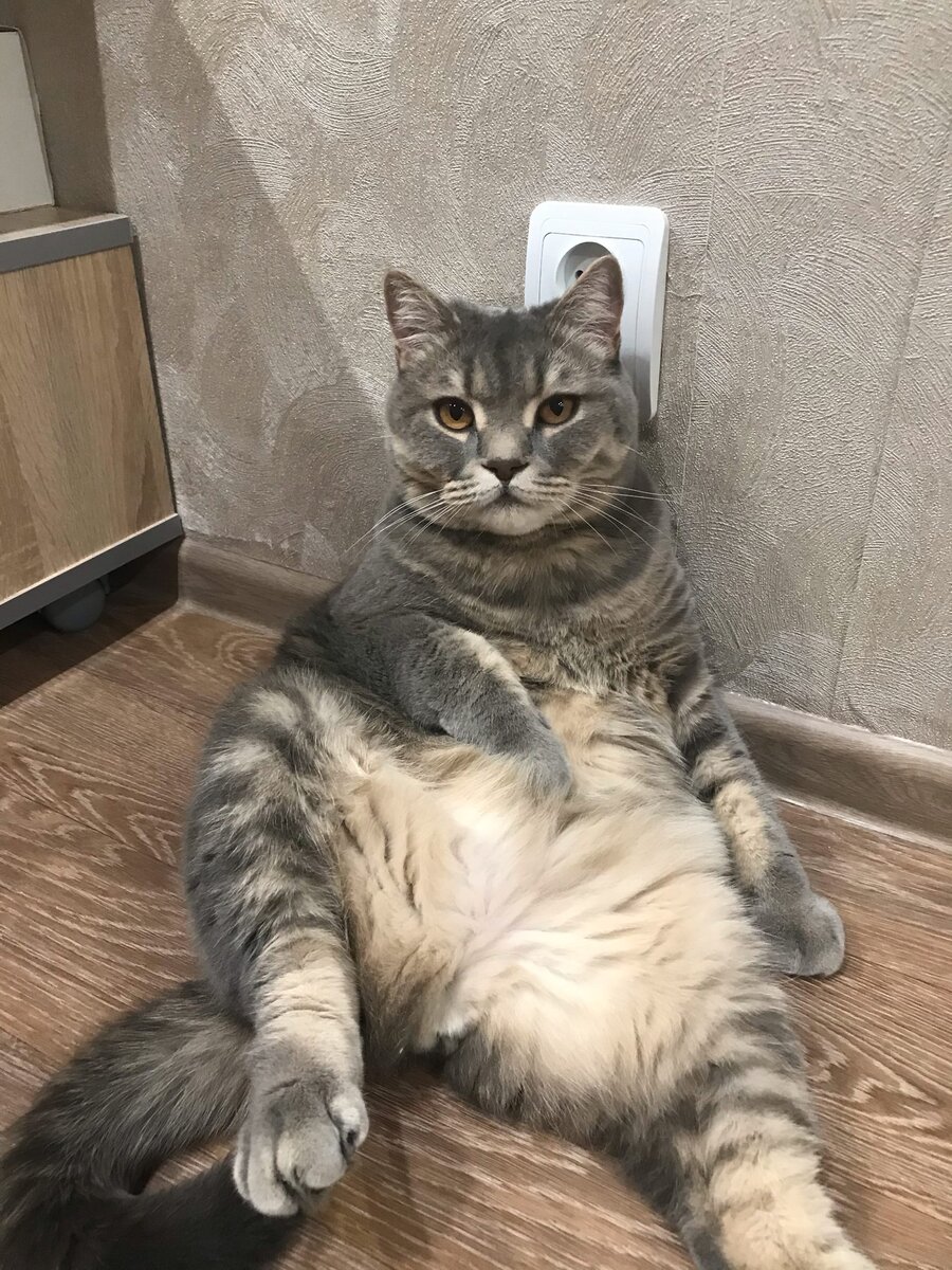 Мой кот
