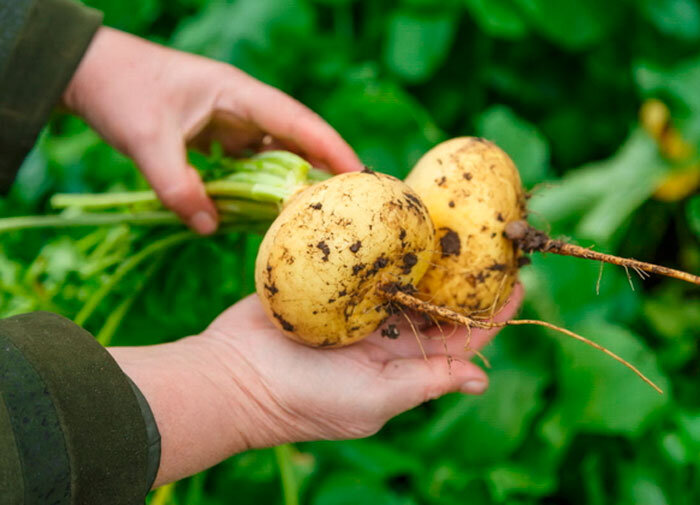 Загадка Brassica Rapa: все, что нужно знать о загадочной растительности